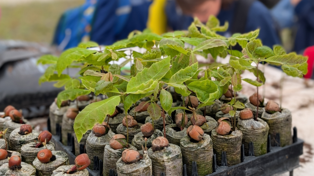 A tray with plants and seeds at St. Augustine's lab